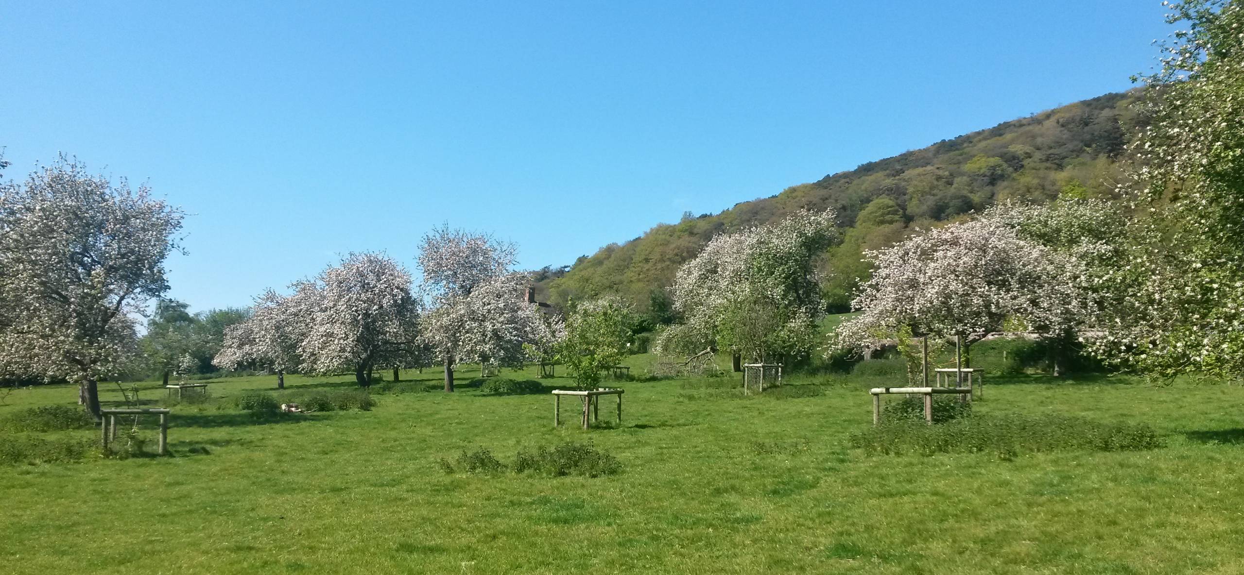 Porlock orchard in bloom